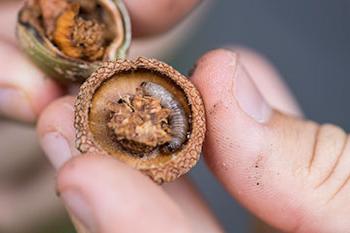 An acorn broken open to show a worm inside.